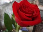 красная роза.. символ любви..