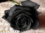 Черная роза.. роза разлуки..